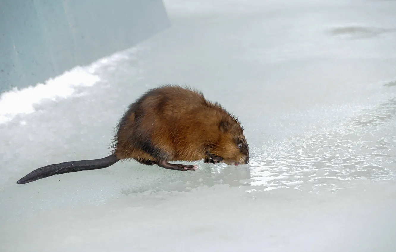 Фото обои природа, лёд, крыса