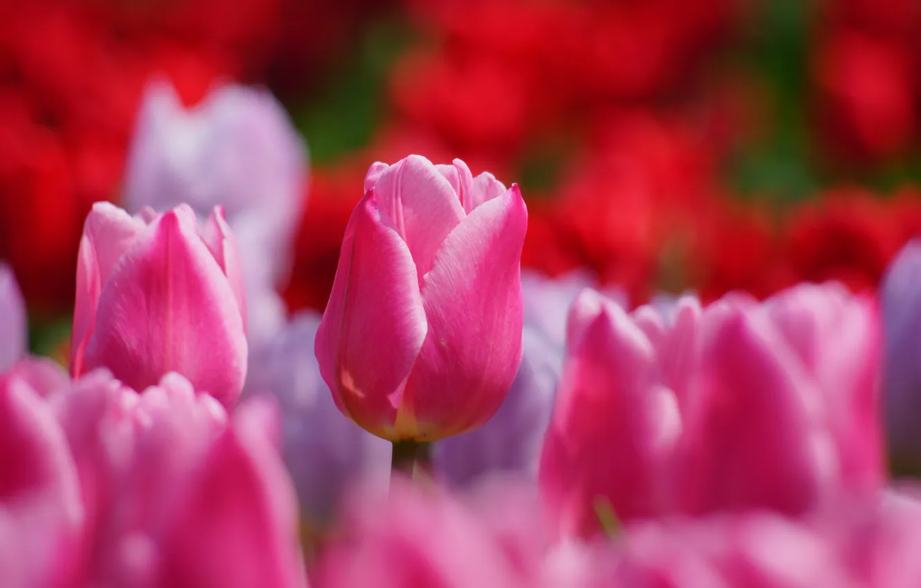 Фото обои поле, природа, тюльпаны, розовые, много