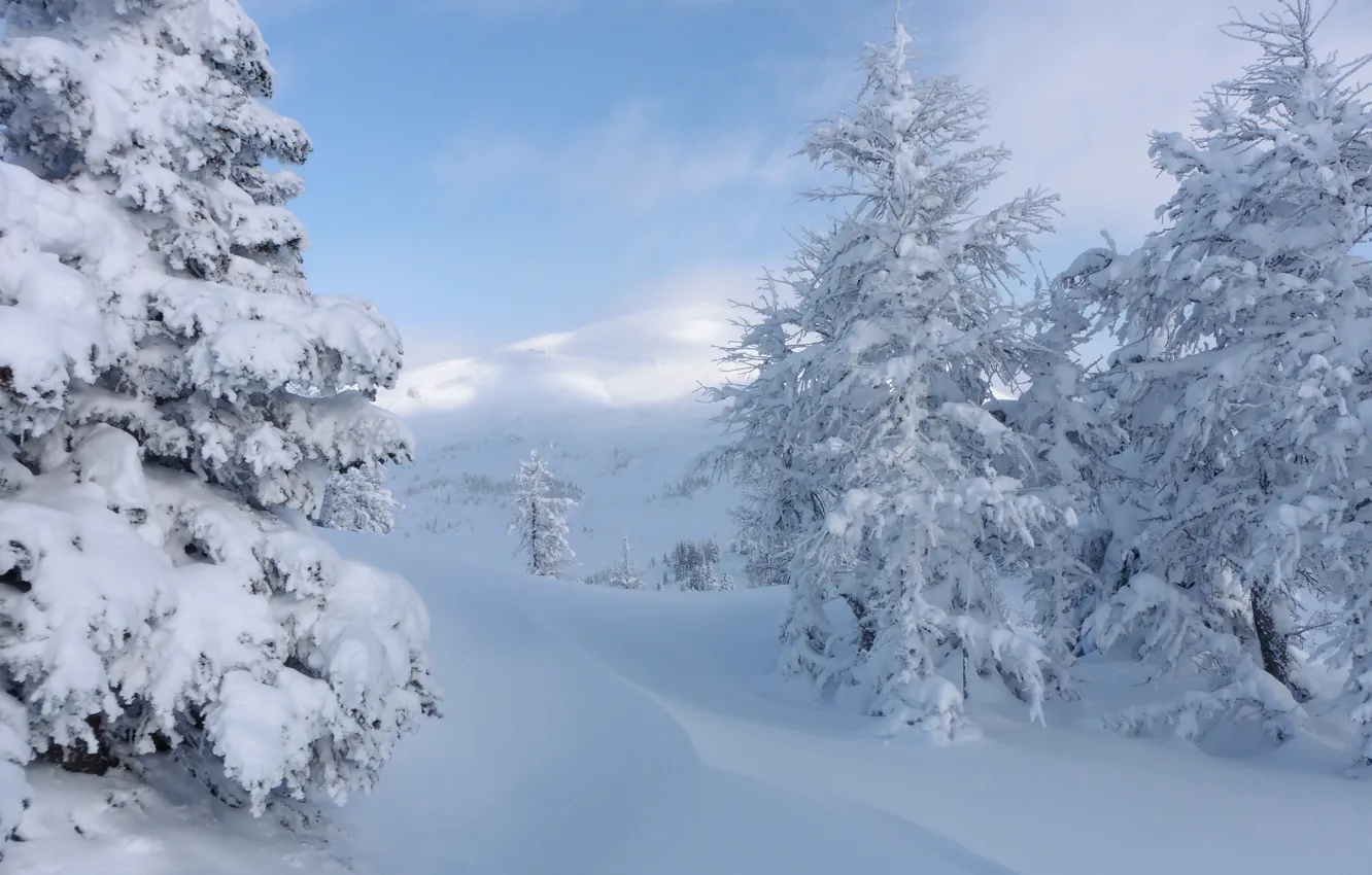 Фото обои зима, снег, деревья, Канада, сугробы, Альберта, Banff National Park, Alberta