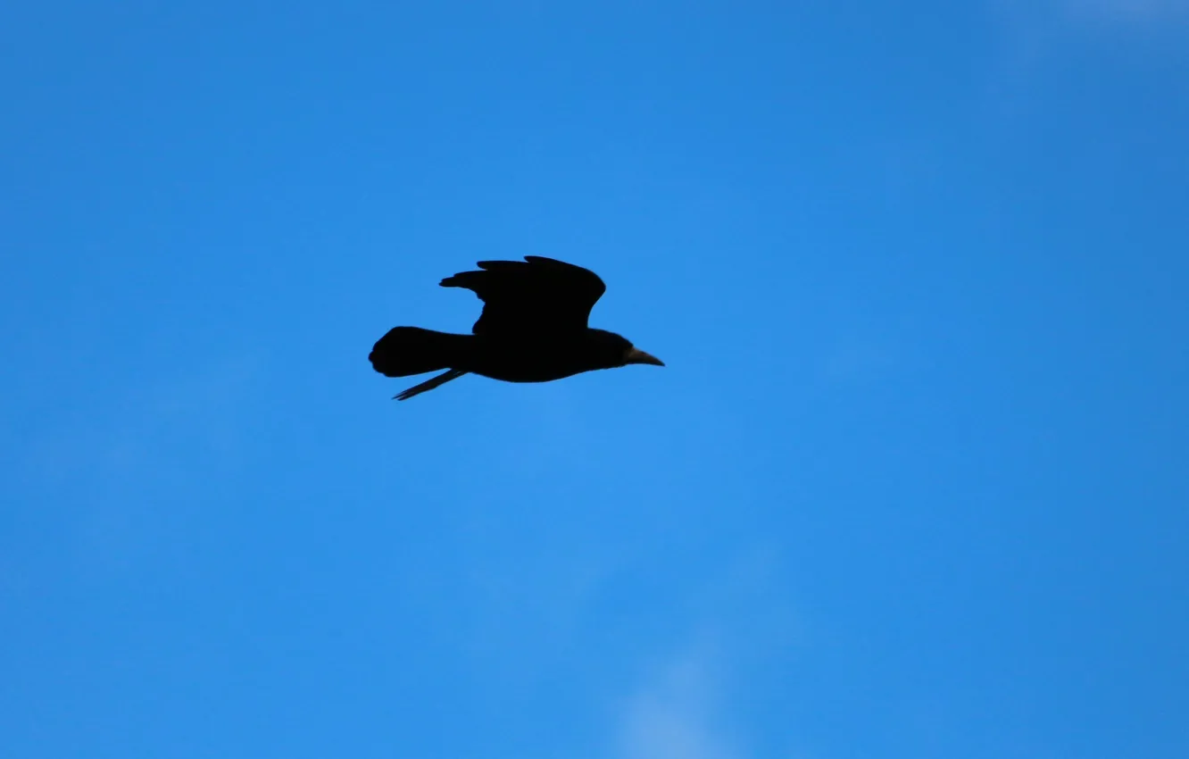 Фото обои sky, crow, flight