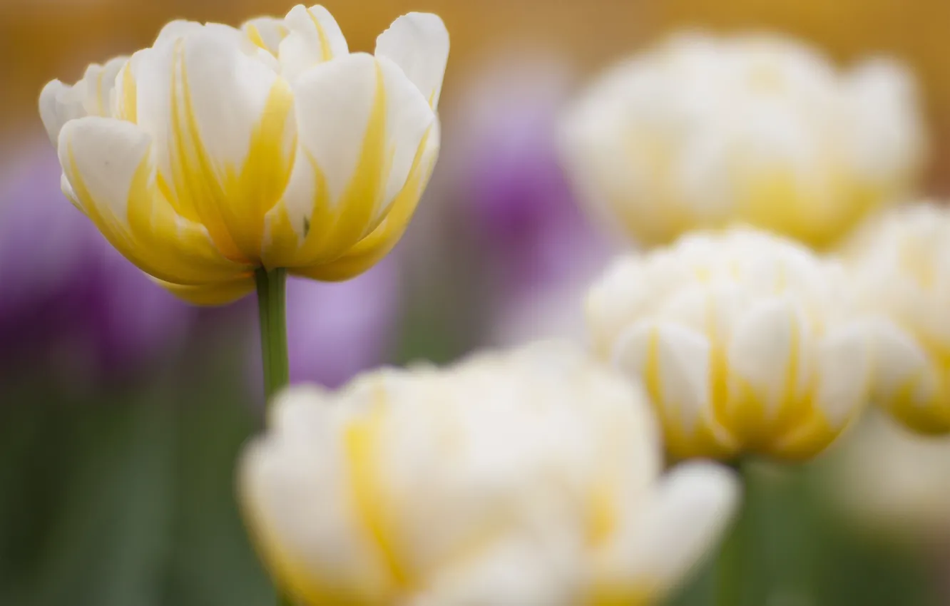 Фото обои цветок, тюльпан, фокус, весна, желто-белый