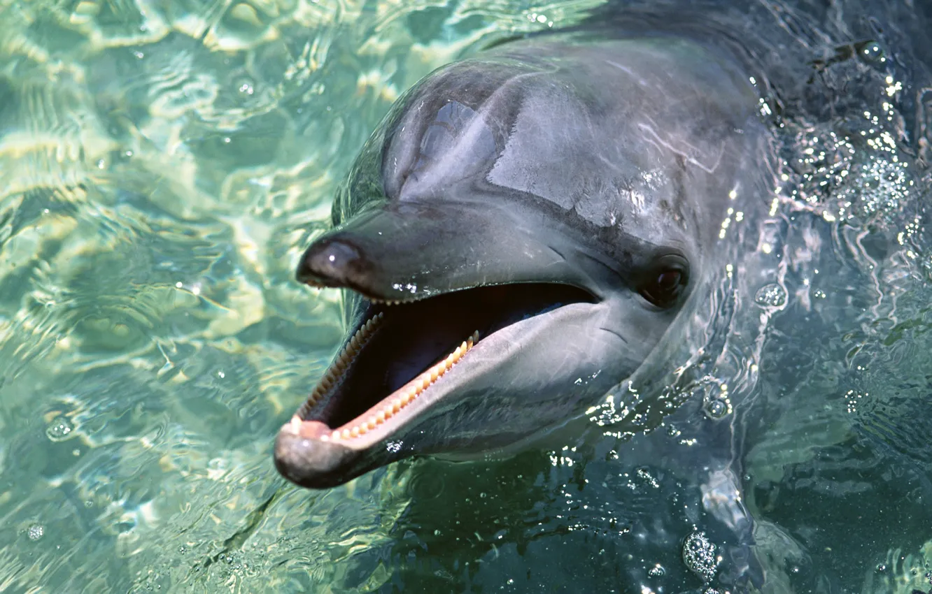 Фото обои вода, обои, Дельфин