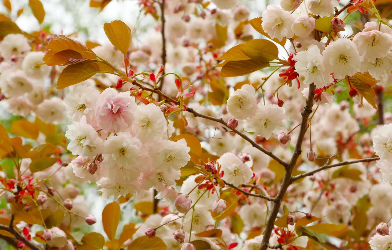 Фото обои flower, spring, bloom