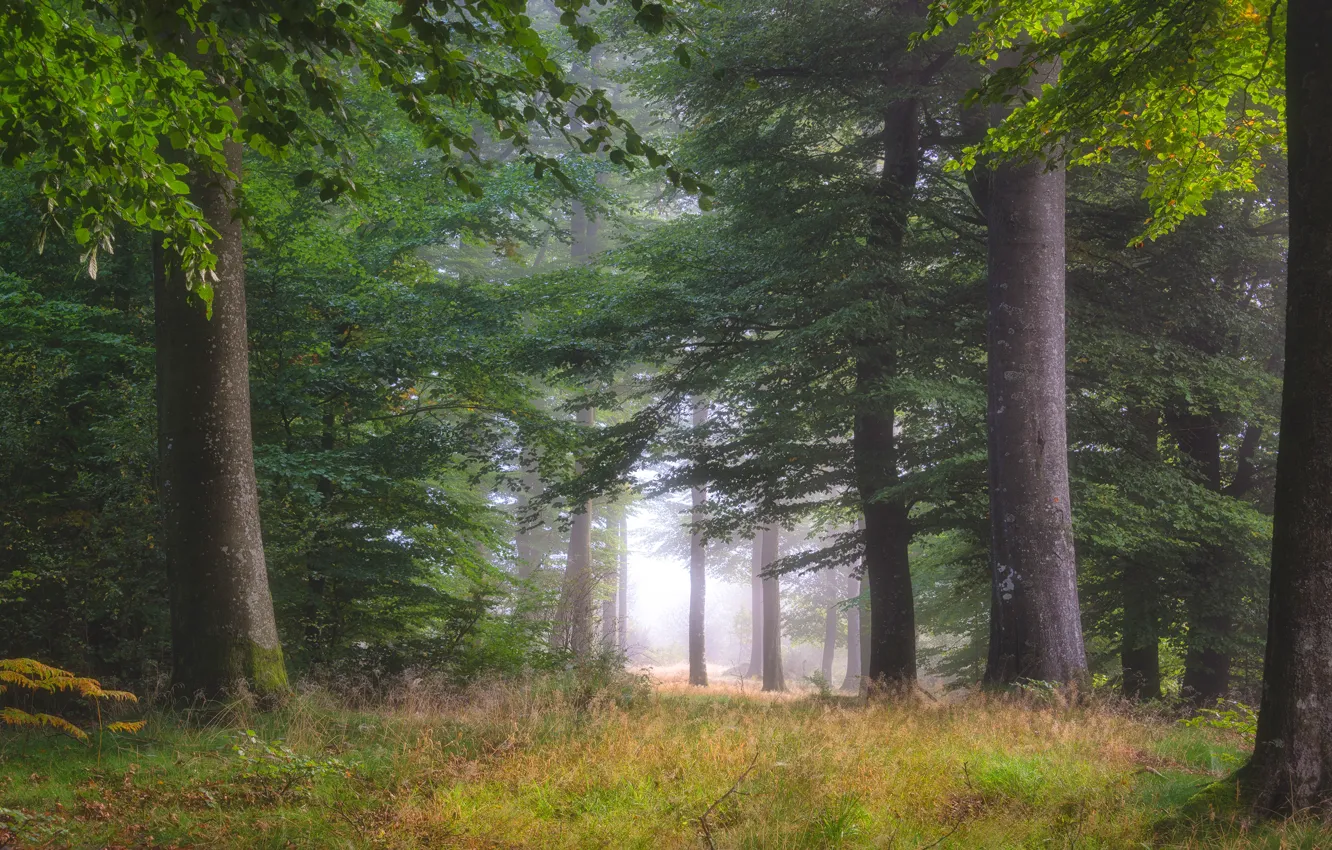 Фото обои осень, лес, трава, листья, деревья, ветки, природа, туман