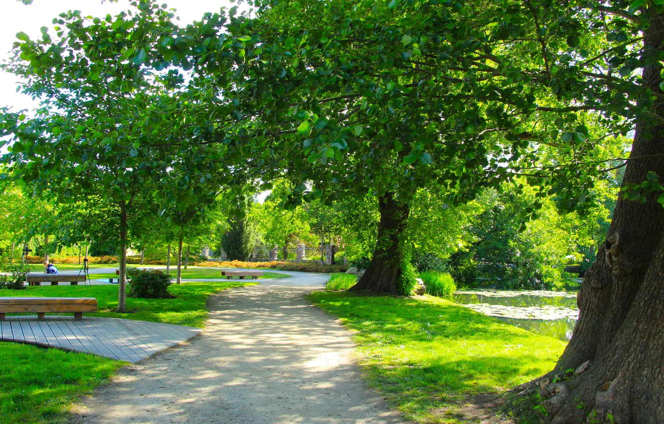 Фото обои trees, park, alley