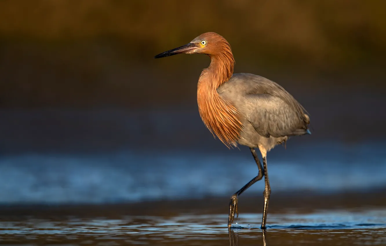 Фото обои вода, природа, птица, цапля, боке, Reddish Egret