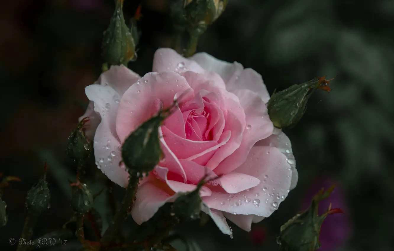 Фото обои капли, розовый, роза, бутоны