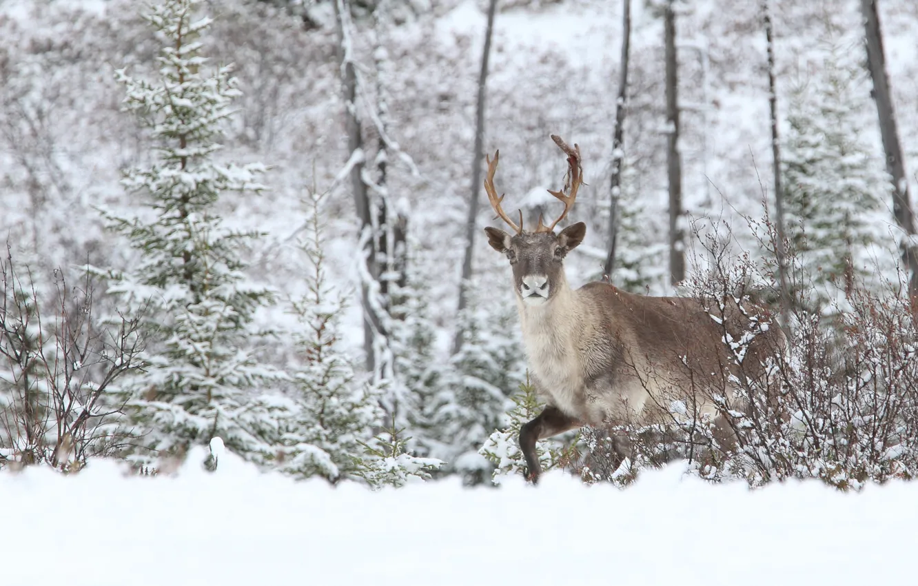 Фото обои зима, лес, снег, природа, северный олень
