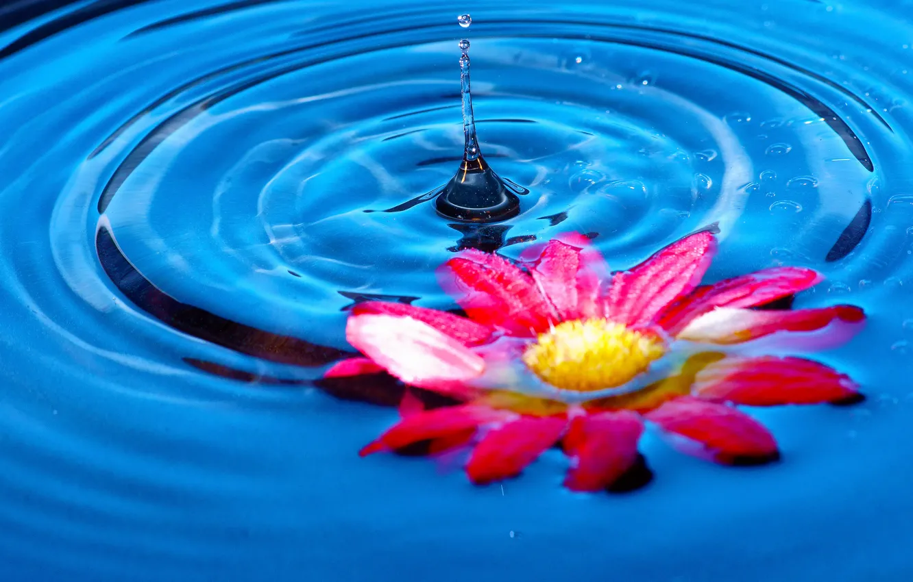 Фото обои цветок, вода, всплеск, лепестки