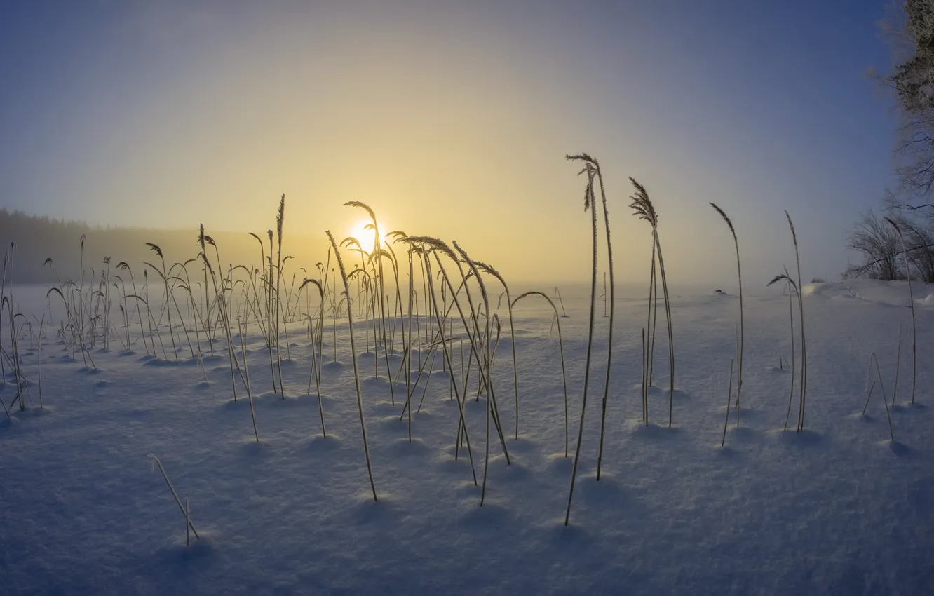 Фото обои холод, зима, трава, утро