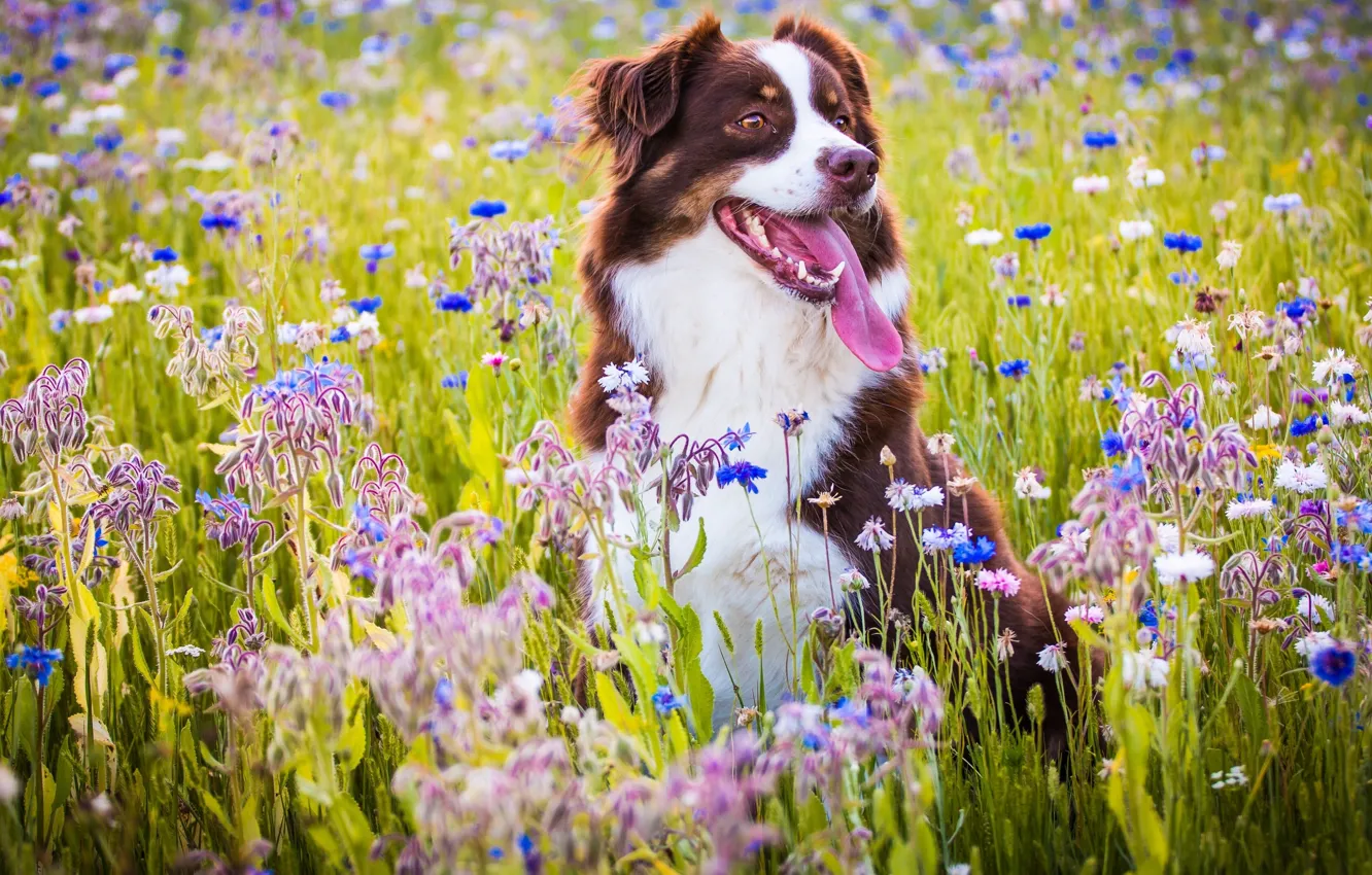 Фото обои язык, радость, цветы, настроение, собака, луг, Австралийская овчарка