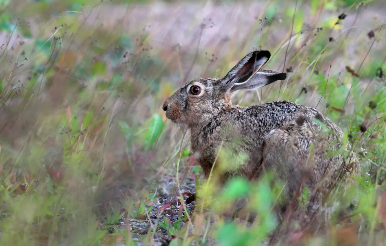 Фото обои природа, фон, Brown Hare