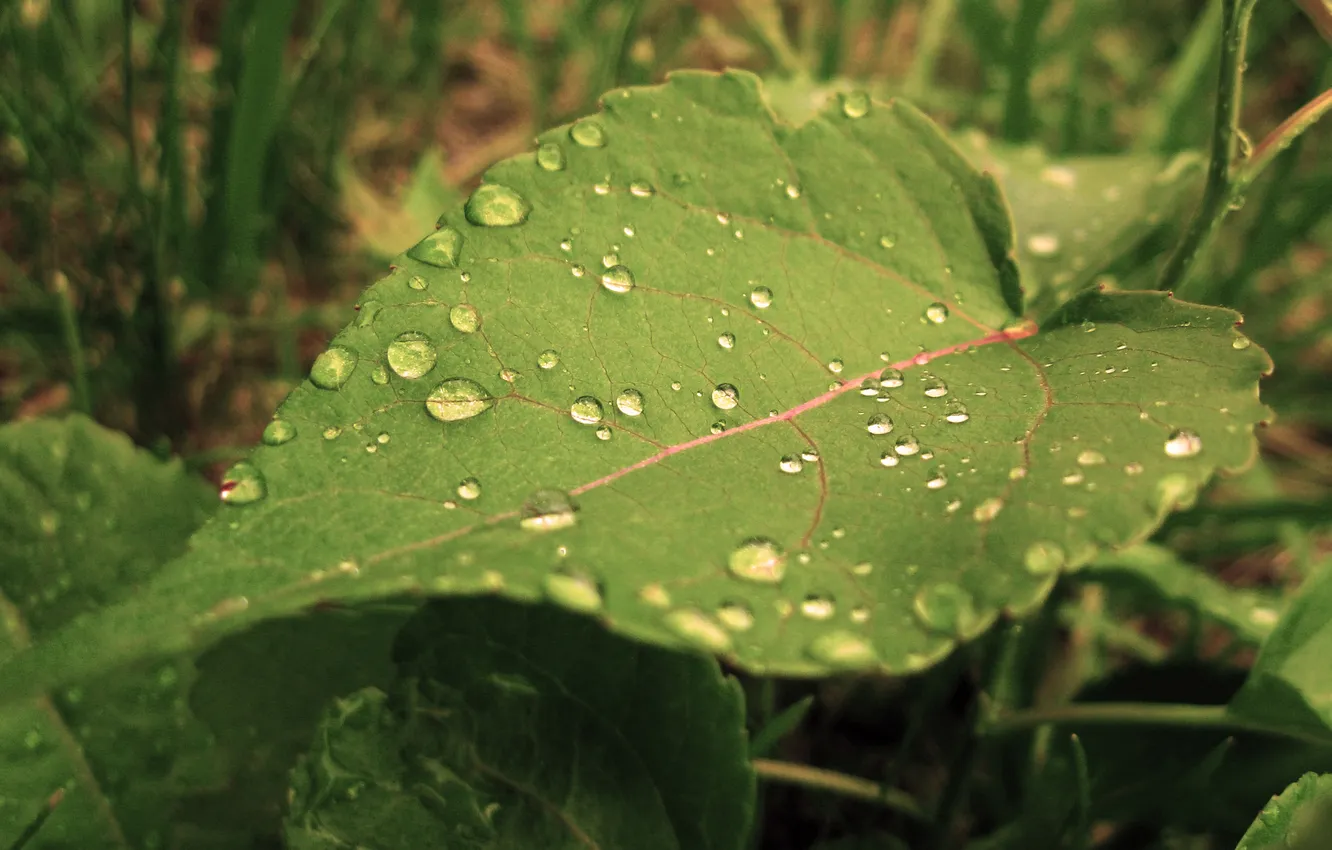 Фото обои nature, water drops, green leaf, moisture