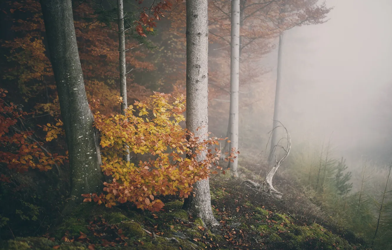 Фото обои осень, лес, листья, деревья, туман, ветви