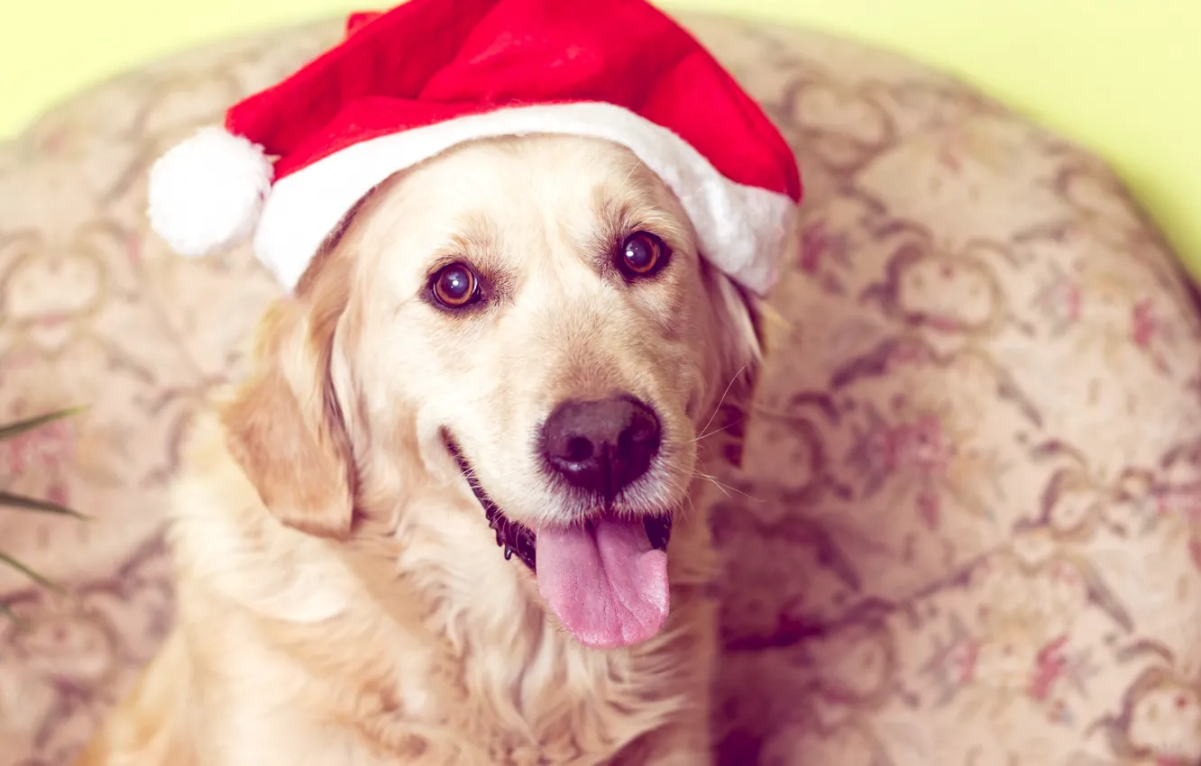 Фото обои собака, Новый Год, Рождество, лабрадор, Christmas, dog, Merry Christmas, Xmas