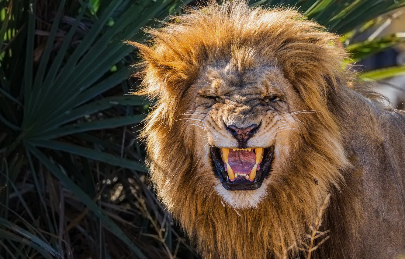 Фото обои lion, teeth, growl