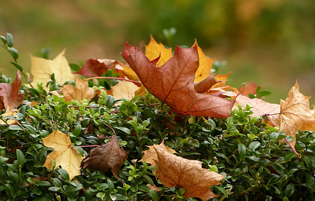 Фото обои осень, листья, кустарник, боке
