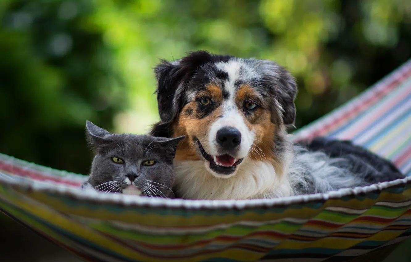 Фото обои кошка, отдых, собака, дружба, гамак, аусси