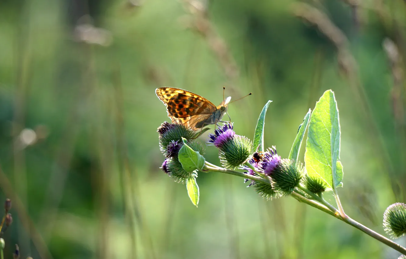 Фото обои бабочка, колючки, чертополох