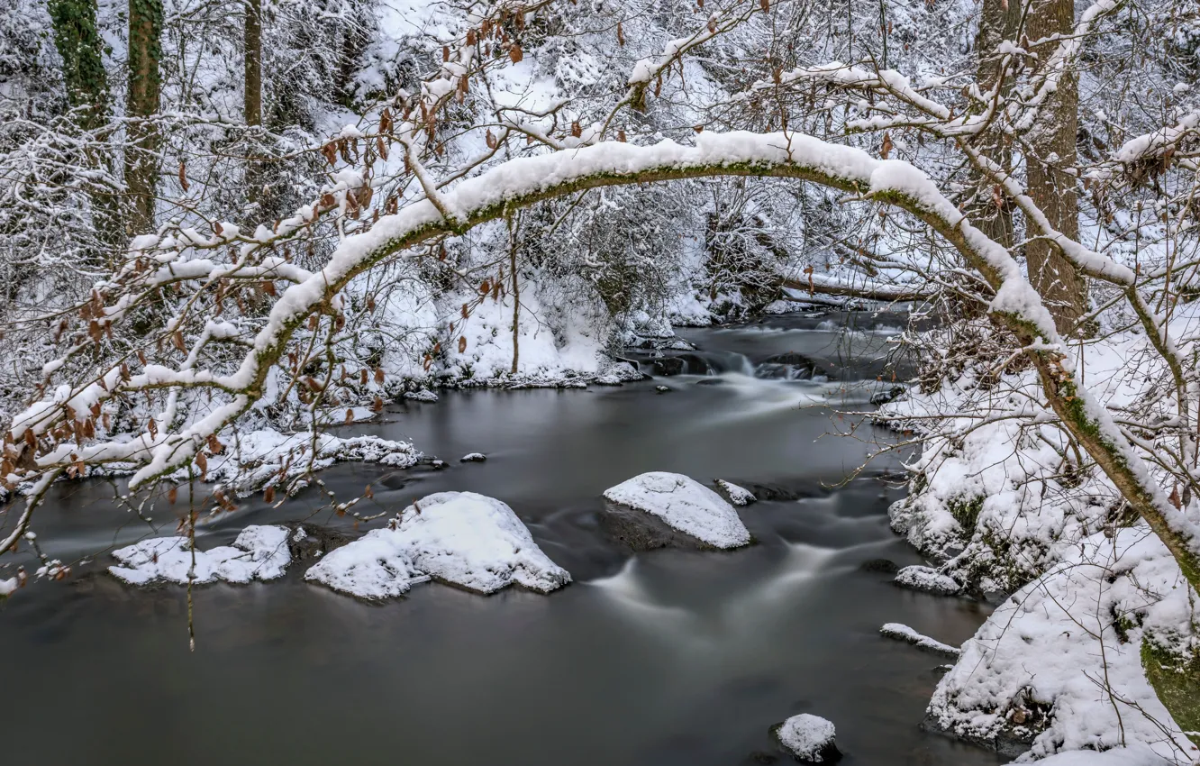 Фото обои лес, снег, Германия, речка, Rheinland-Pfalz