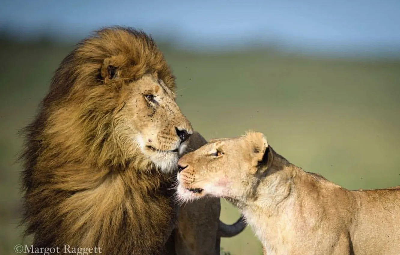 Фото обои love, lions, animal, Africa, big cats, liones, India.