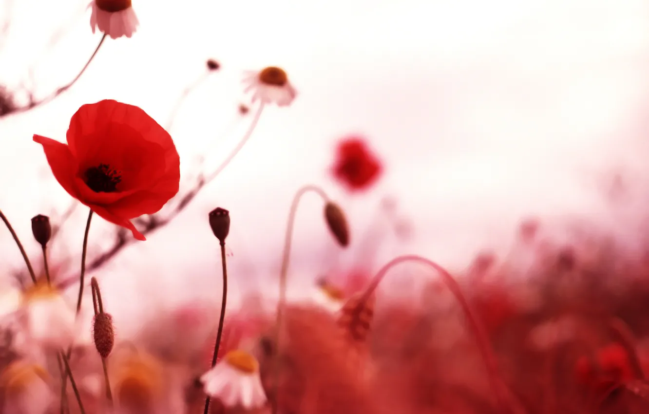 Фото обои поле, Маки, красные цветы