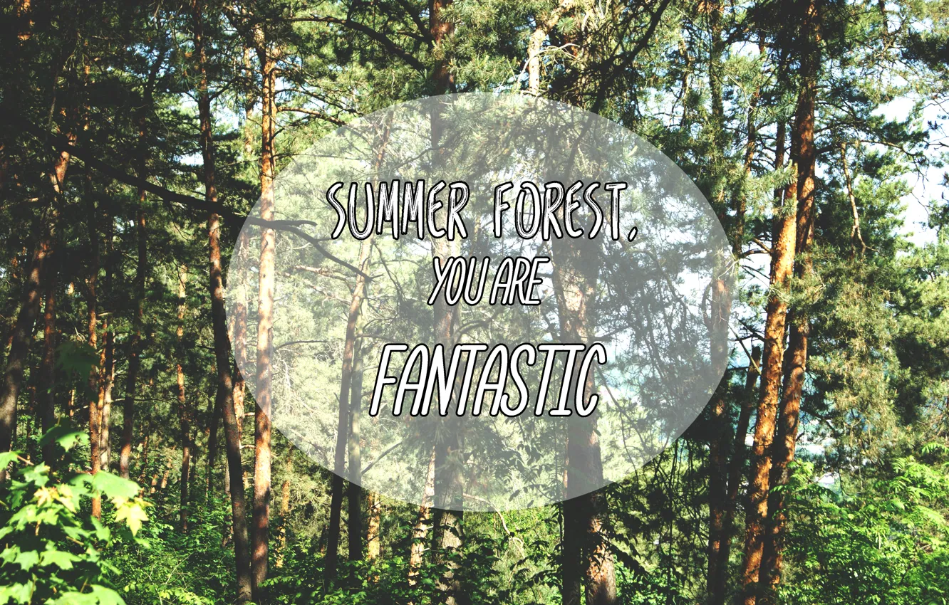 Фото обои лес, лето, деревья, summer, forest, trees, nature, fantastic