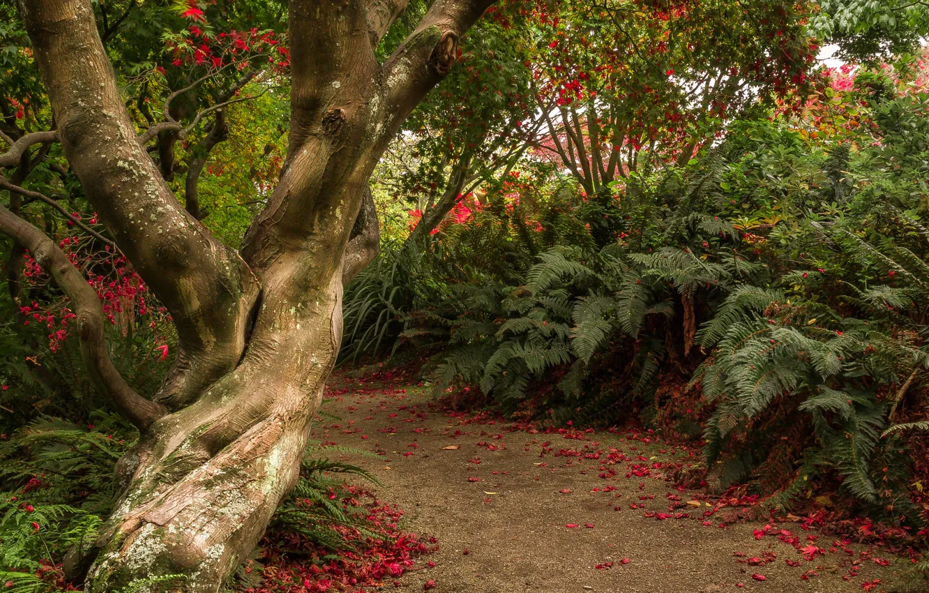 Фото обои деревья, сад, Новая Зеландия, тропинка, кусты, Otago, Dunedin Botanic Gardens