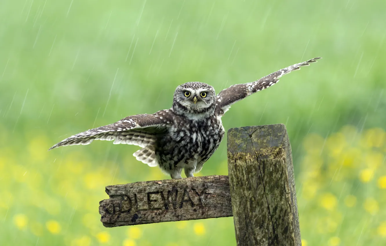 Фото обои дождь, птица, забор
