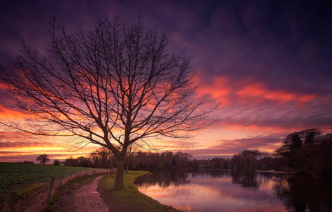 Фото обои поле, деревья, река, зарево