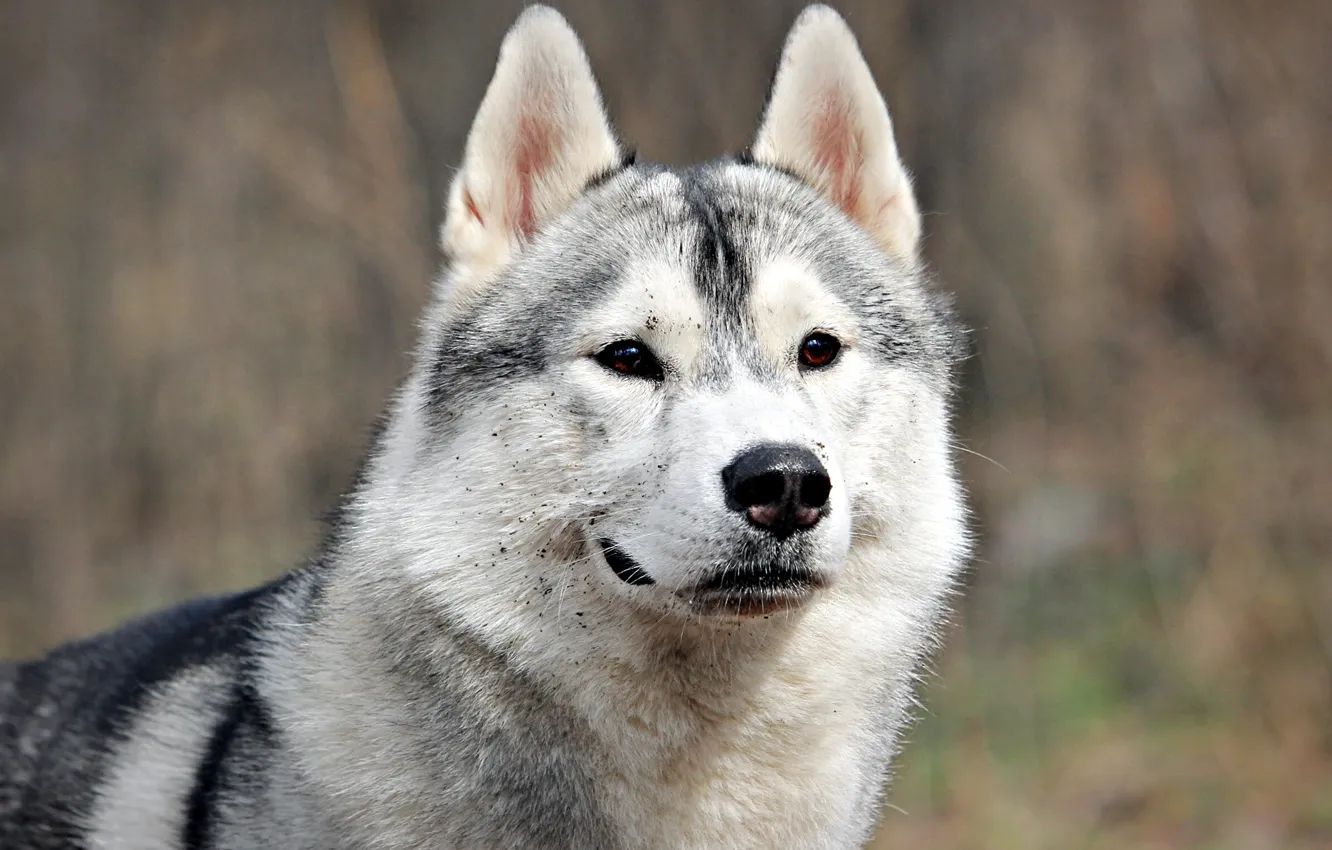 Фото обои взгляд, друг, собака