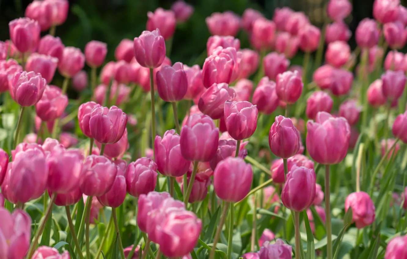 Фото обои тюльпаны, розовые, бутоны, много