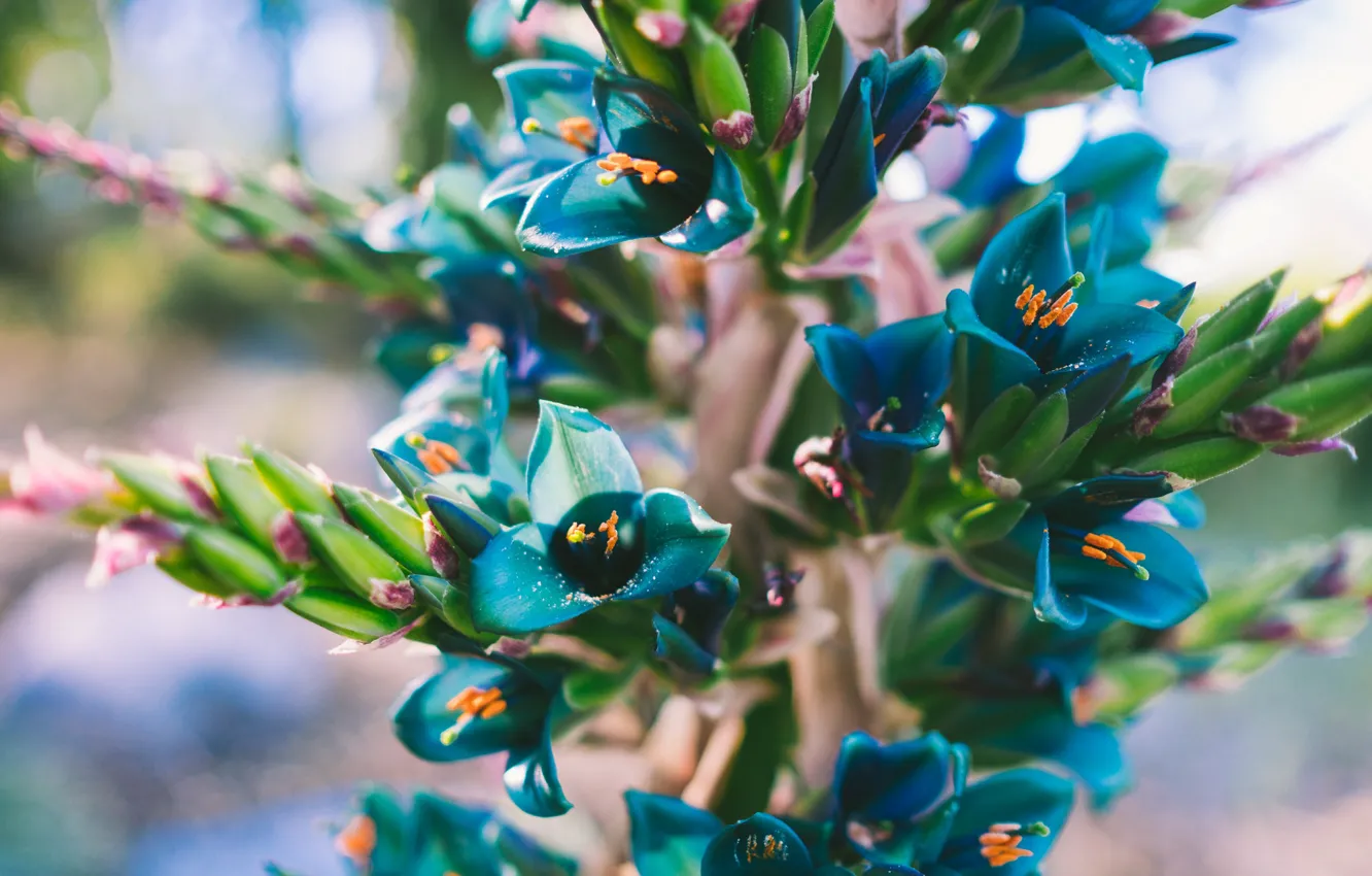 Фото обои цветок, лепестки, синие
