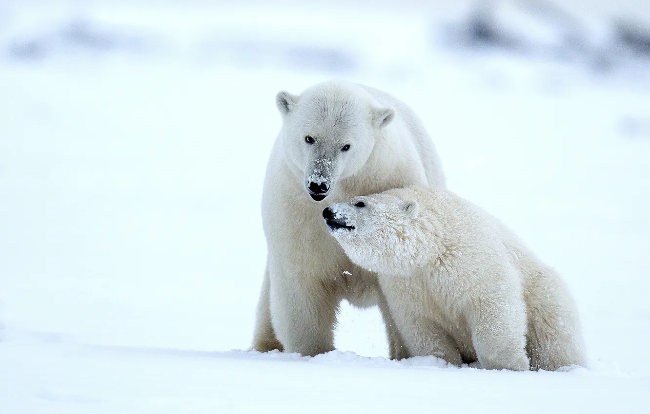Фото обои зима, снег, медведи, Аляска, медвежонок, детёныш, белые медведи, медведица