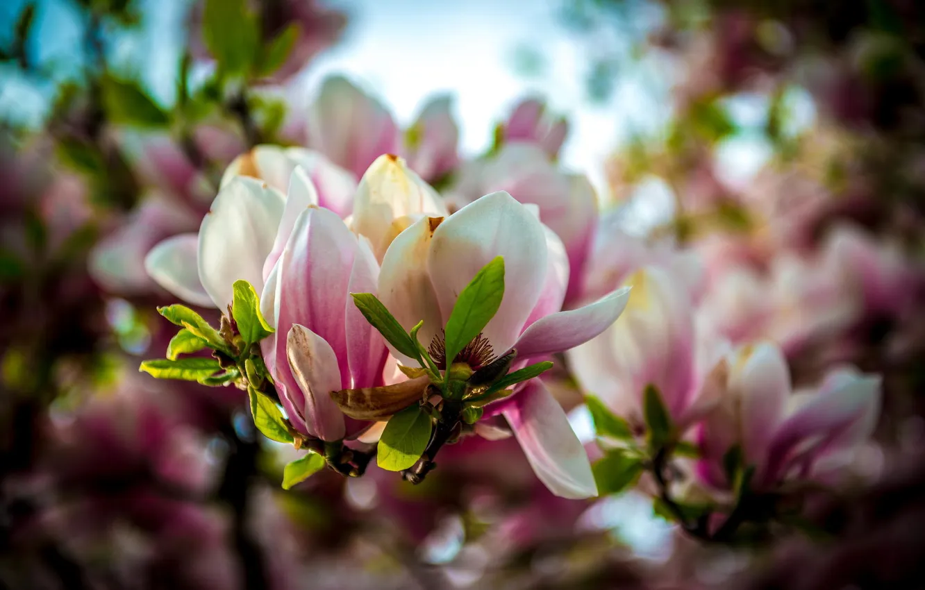 Фото обои цветы, дерево, весна, магнолия