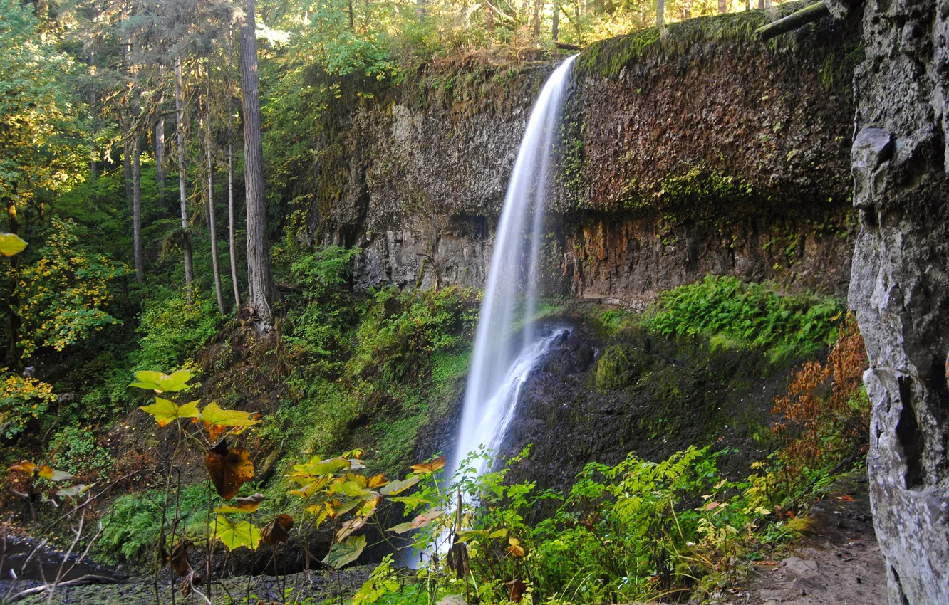 Фото обои осень, лес, скала, парк, водопад, США, Silver Falls State Park