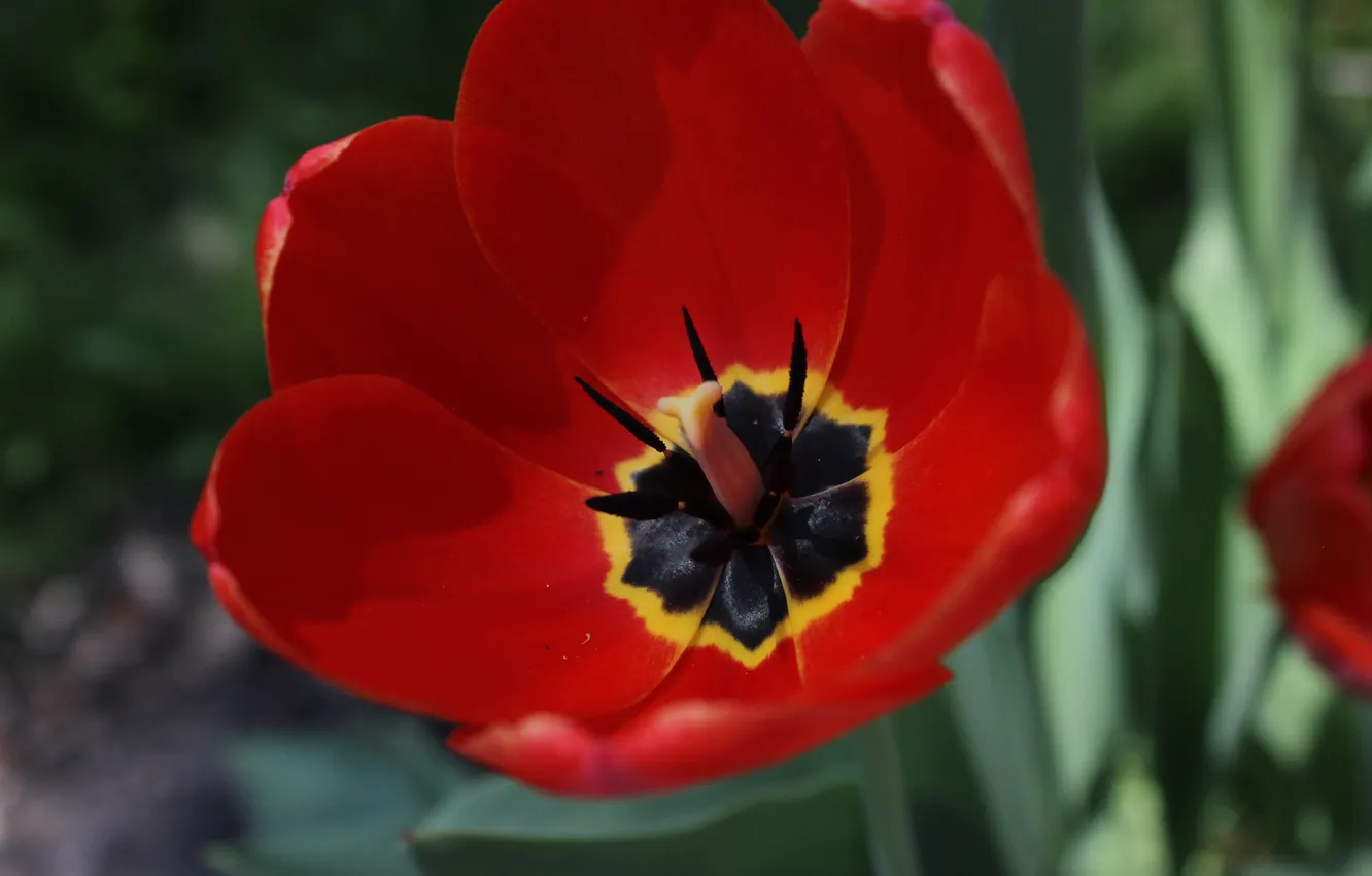 Фото обои цветок, красный, тюльпан, лепестки
