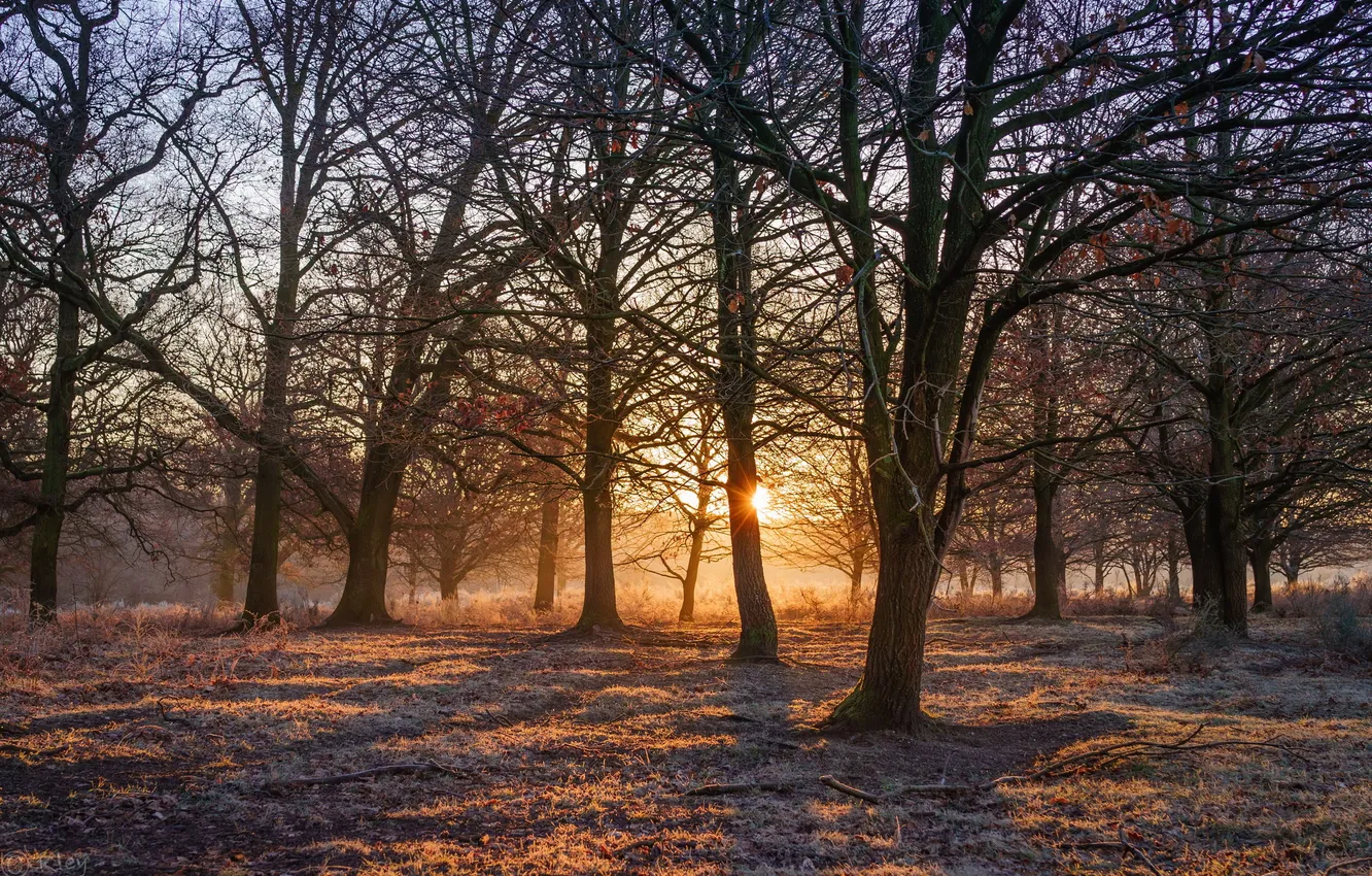 Фото обои свет, деревья, природа, утро