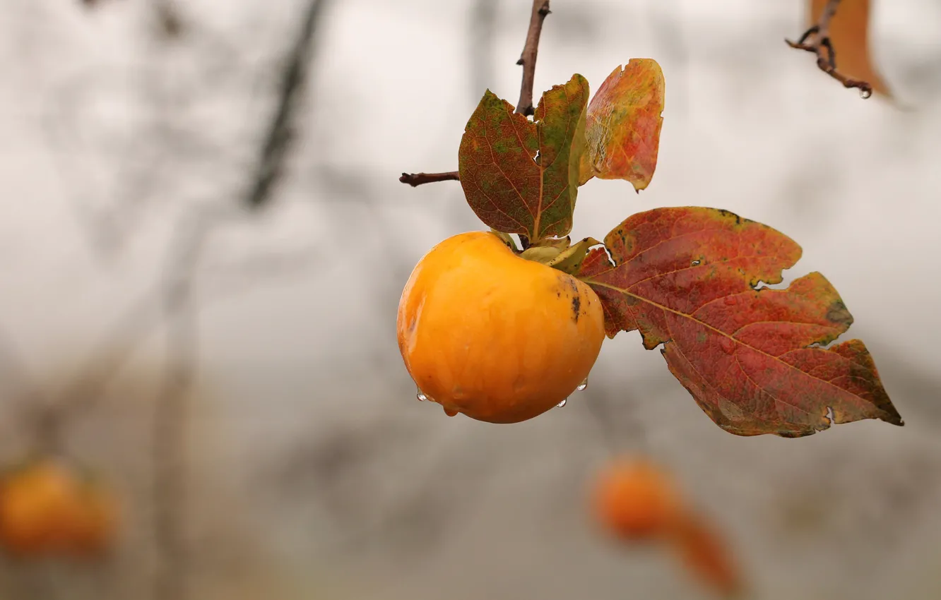 Фото обои осень, яблоко, ветка