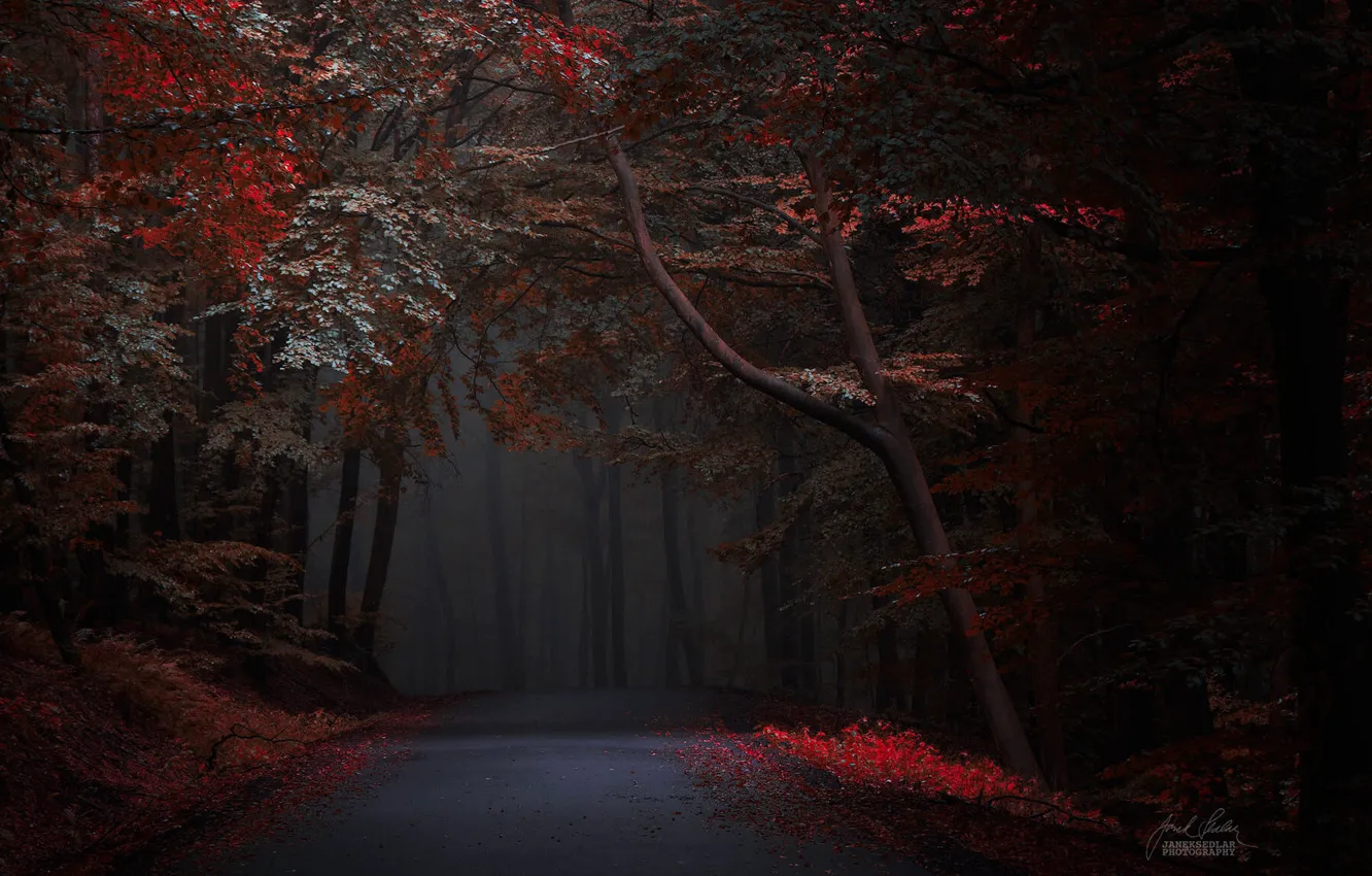 Фото обои дорога, осень, лес, Janek Sedlar