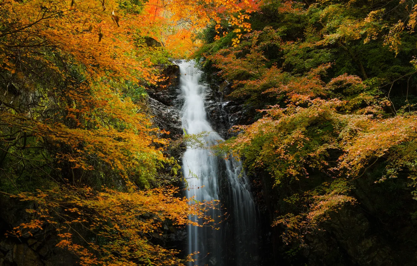 Фото обои осень, лес, скала, водопад, поток
