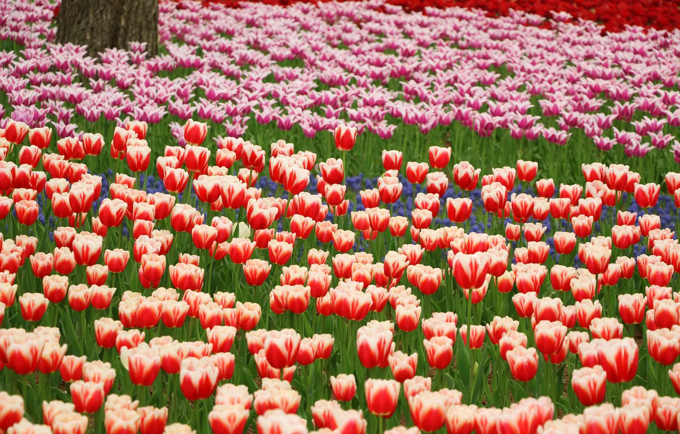 Фото обои цветы, лепестки, тюльпаны, красные, Парк, оранжевые, синие
