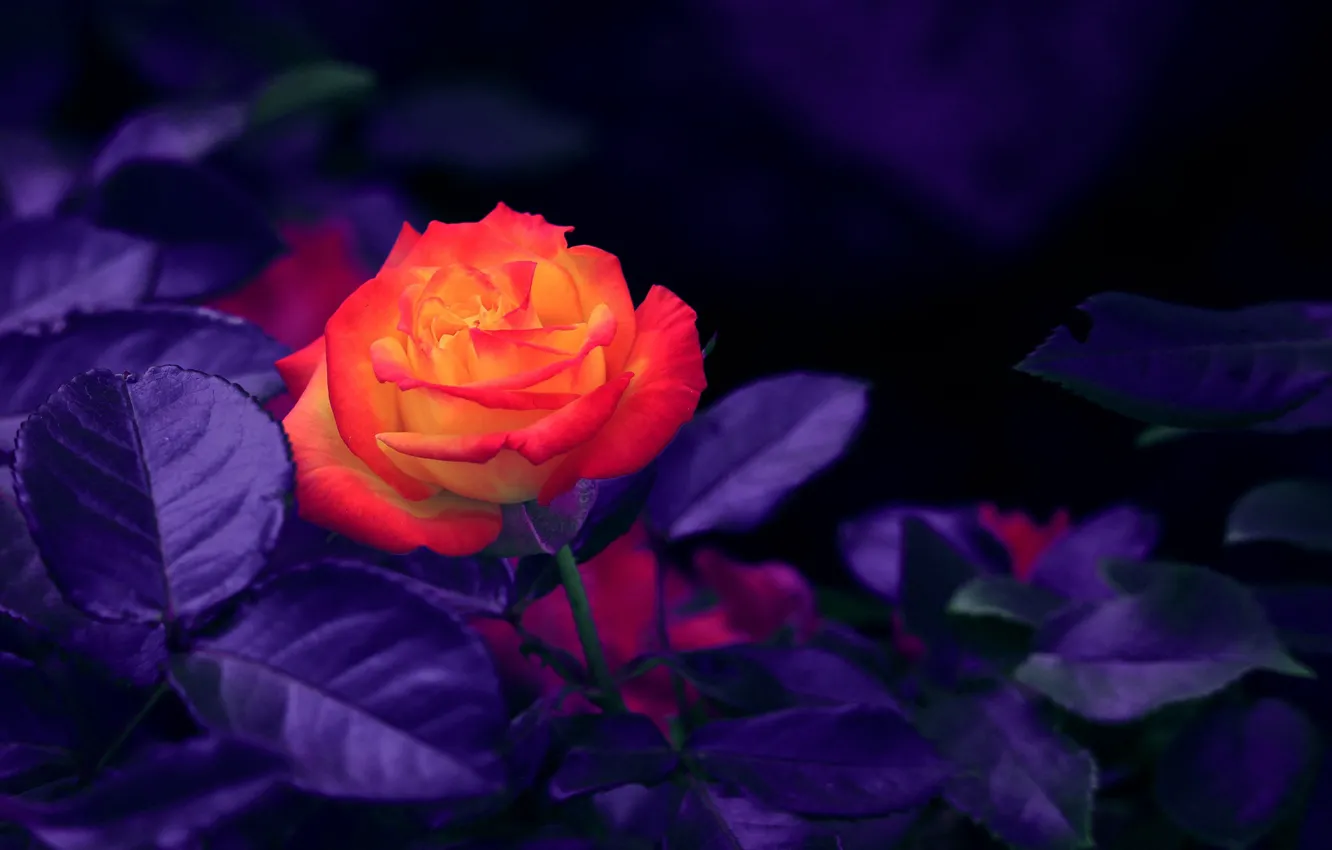 Фото обои цветок, оранжевый, Роза