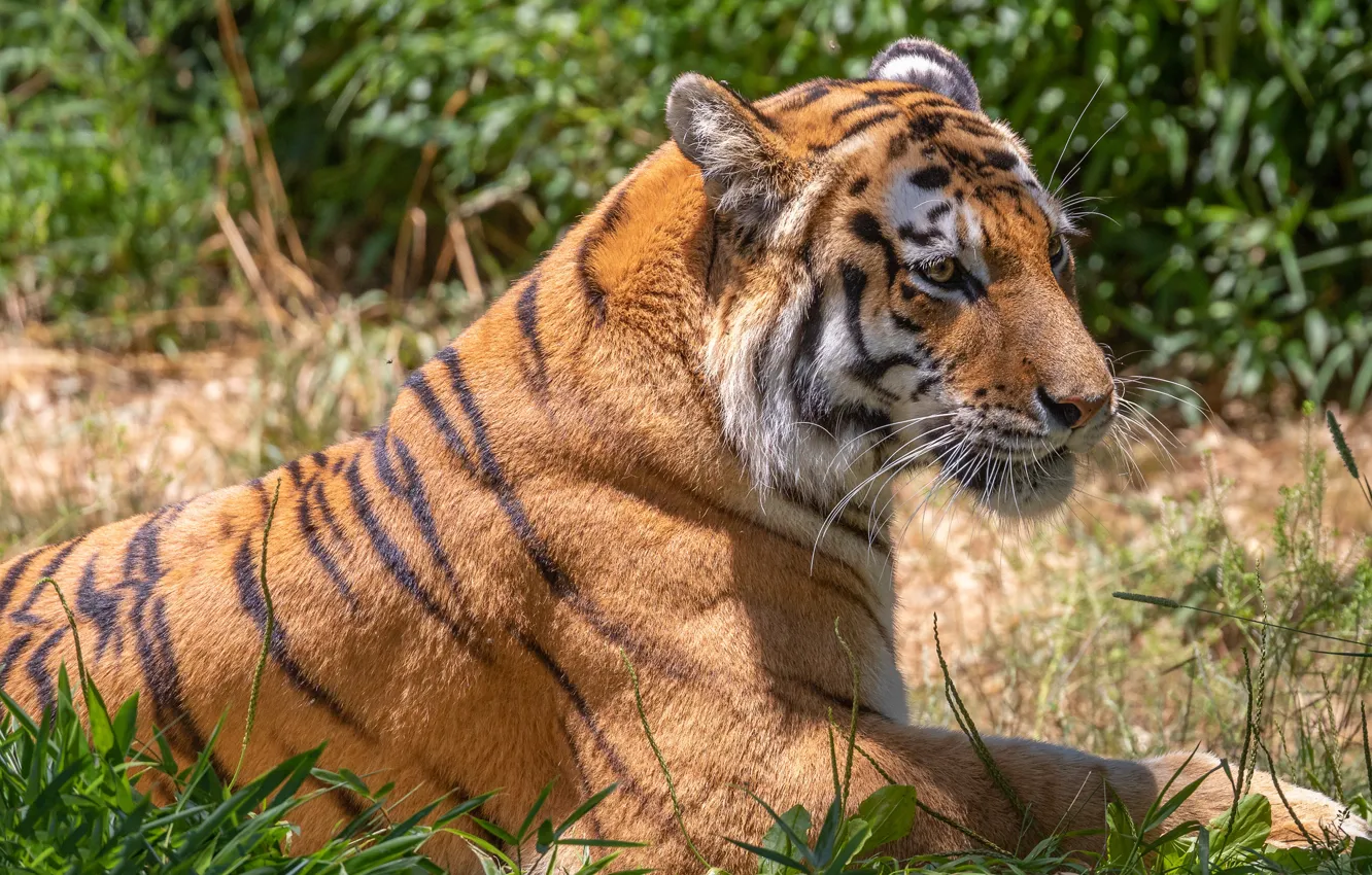 Фото обои трава, тигр, лежит, профиль