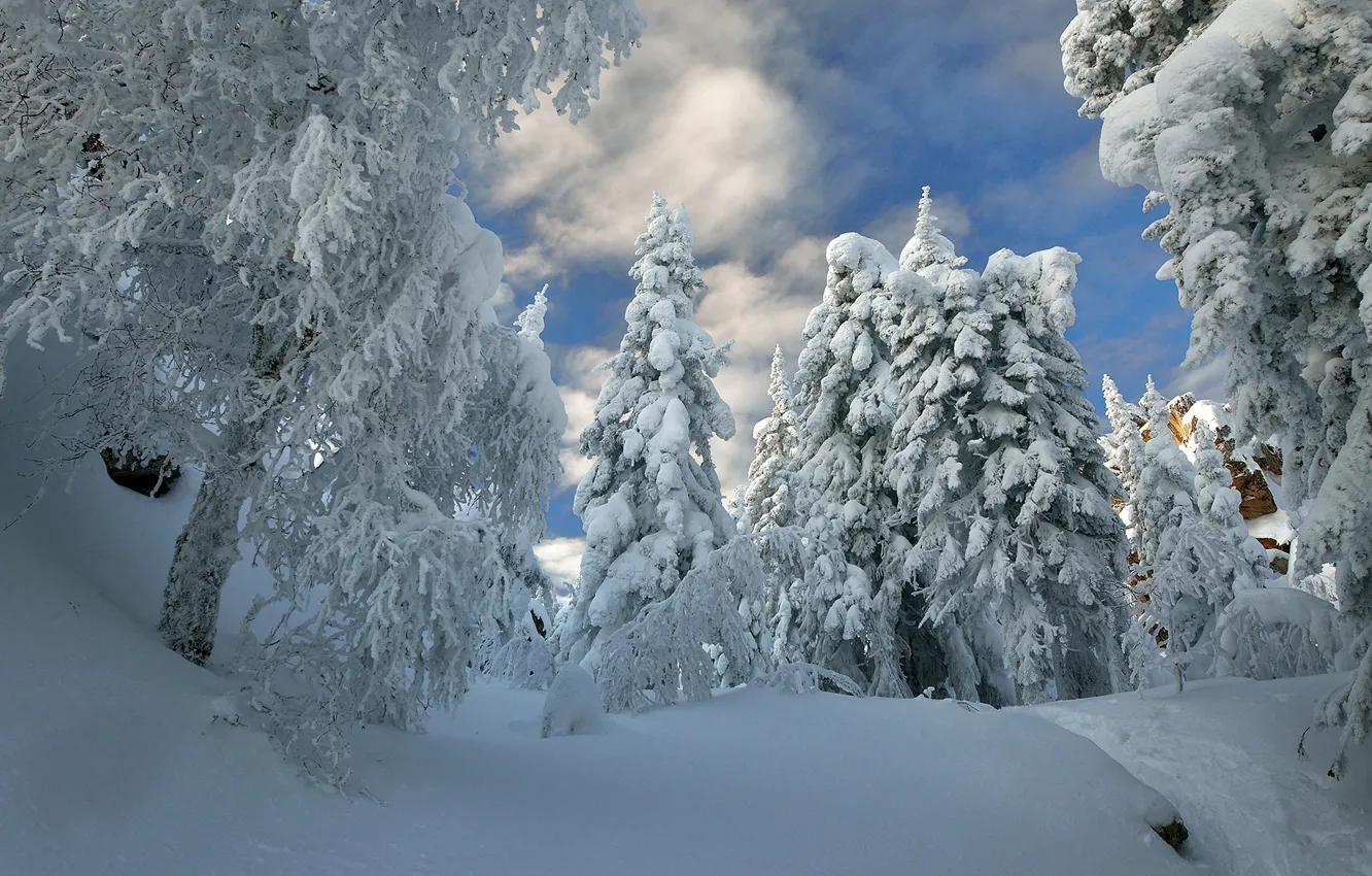 Фото обои зима, лес, снег, деревья, сугробы, Алексей Клековкин