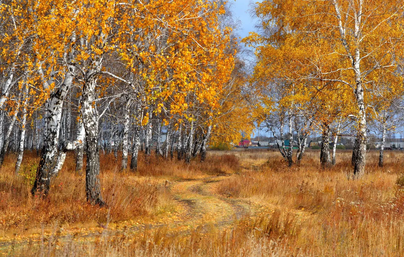Фото обои дорога, осень, листопад, берёзки