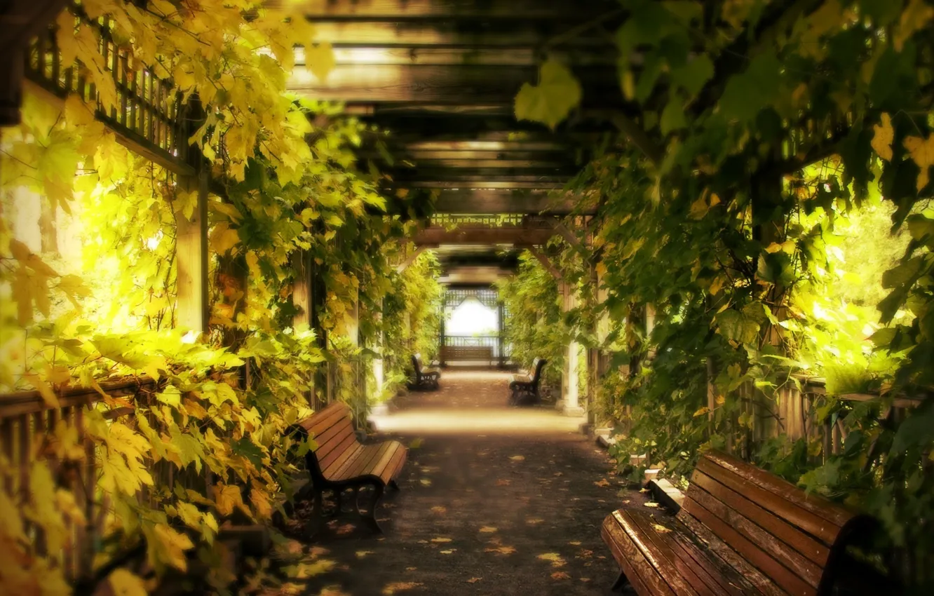 Фото обои беседка, скамейки, зеленая листва, дорога в даль