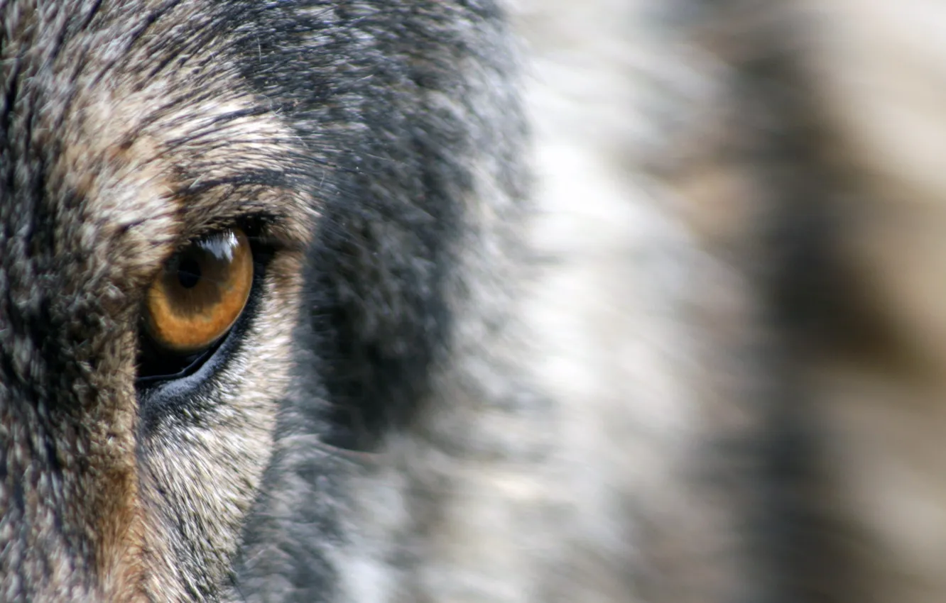 Фото обои wolf, eye, wild, fur, ...close-up photo of brown and gray animal