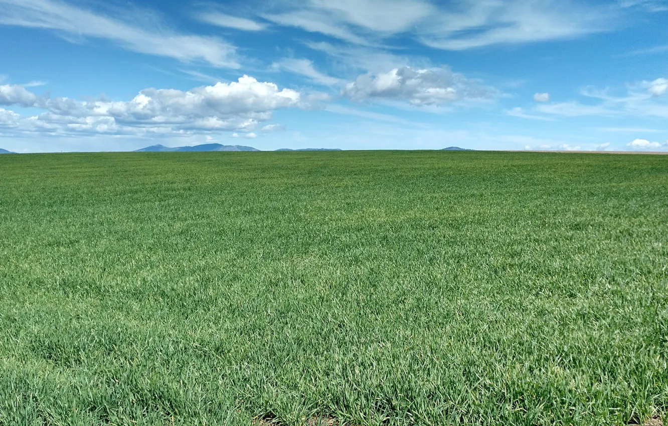 Фото обои grass, sky, field