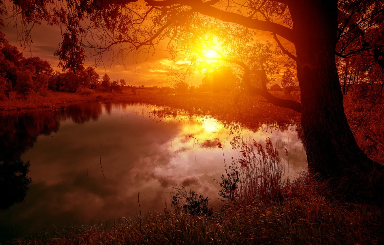 Фото обои солнце, деревья, отражение, река, восход, river, trees, sunrise